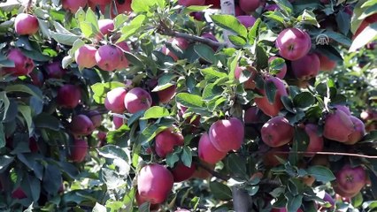 Elma ihracatında yüzler gülecek - DENİZLİ