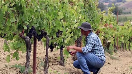 Aynı bağda bin 500 çeşit üzüm - TEKİRDAĞ