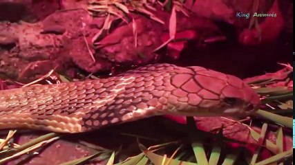 Powerful Of the Komodo Dragon - King Cobra vs Mongoose, Snake vs Monkey