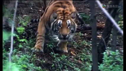 Trích đoạn võ thuật hay nhất - Võ Tòng giết hổ