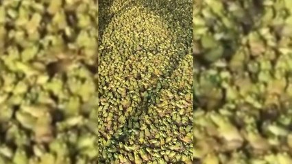 Voici une ferme à grenouilles... Impressionnant