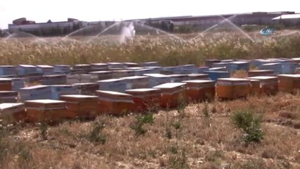 Kovanlarının Yanına Gelen Arıcı Şok Oldu