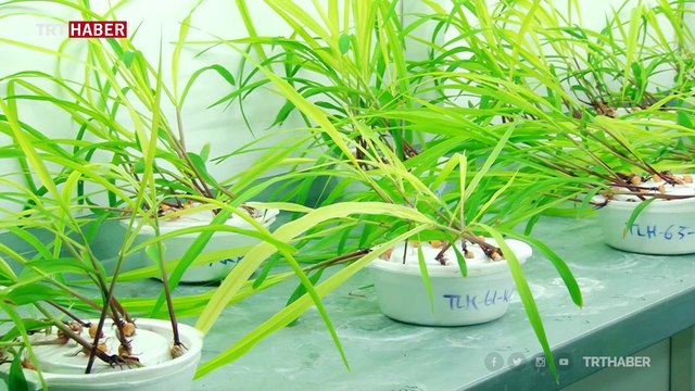 Sakarya Üniversitesinden bir ilk: Organik ve ekonomik nano sıvı gübre