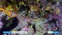 Environnement : les plongeurs sentinelles de la Méditerranée