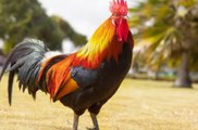 cock sound صوت الديك le chant du coq