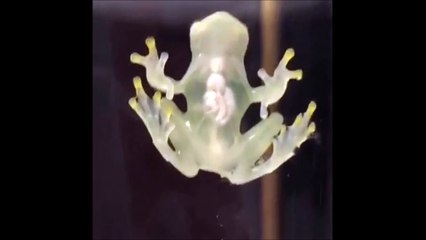 Cette grenouille est complètement transparente. On voit son coeur