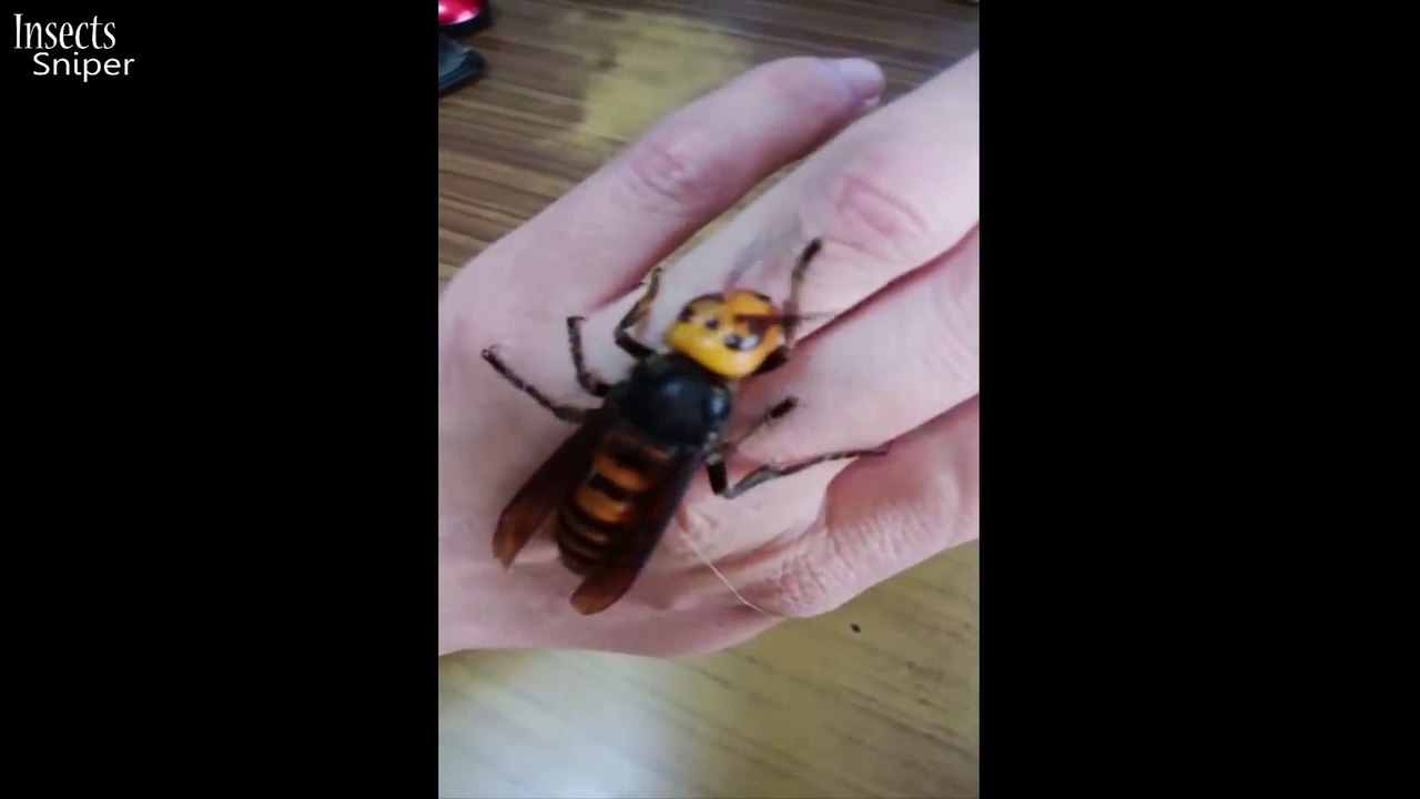 Il s'amuse avec une guêpe reine géante