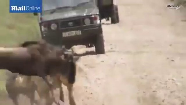 Ce lion a une technique incroyable pour approcher ce troupeau de buffles