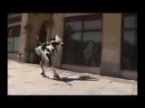 Vaca loca