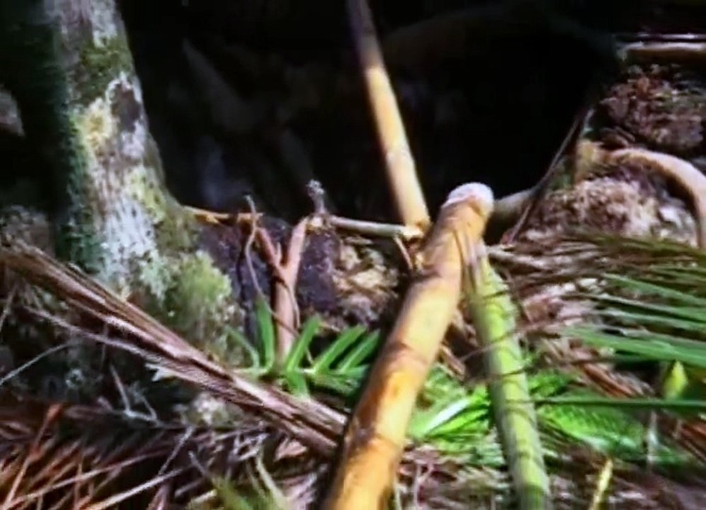 Survivor S10 - Ep03 Dangerous Creatures and Horrible Setbacks HD Watch