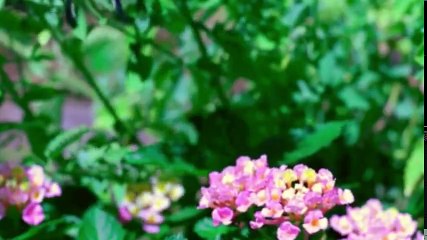 Animal Black Ops S01 - Ep01 Ivory War HD Watch