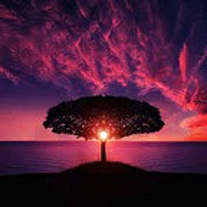 01 - tree and sea