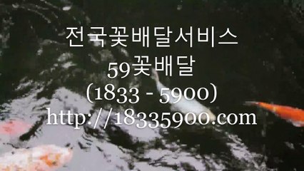 전국꽃배달추천 꽃배달싼곳 59꽃배달 주문전화 (1833 - 5900)