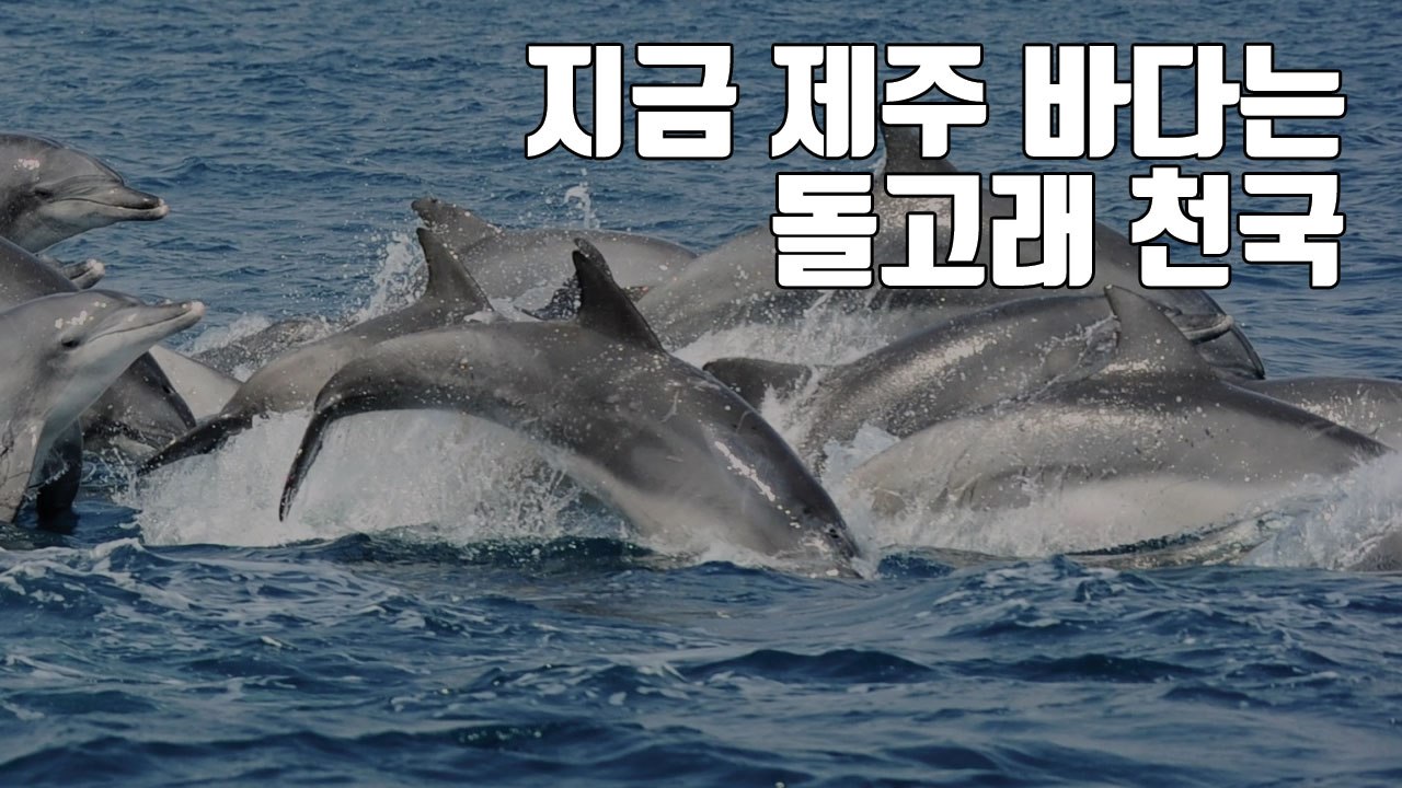 [자막뉴스] 지금 제주 바다는 돌고래 천국 / YTN