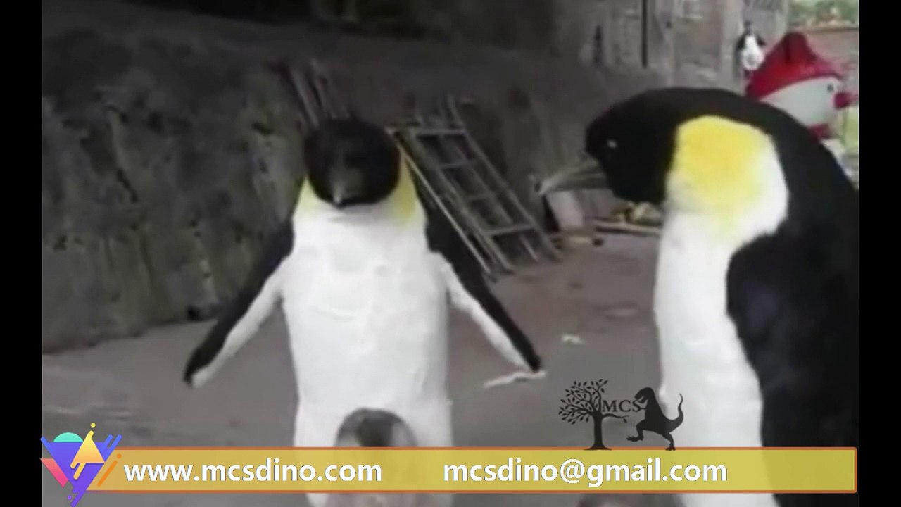 MAP005-Penguin