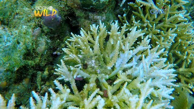 Born to Be Wild: Collecting rock sea snails that destroy coral reefs