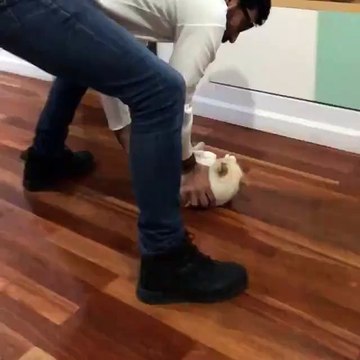 Cats are so funny you will die laughing - Cats are so funny you will die laughing