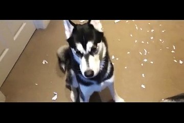 2 Huskies Made A Mess At Home. But When Dad Gets Home And Asks Them About It HILARIOUS!