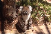 2 Koalas Fight Over The Perfect Spot In a Tree, Then The Loser Throws A Heartbreaking Tantrum