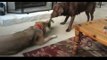 2 Pups Play The Most Adorable Game Of Tug-Of-War. But Watch The Dog On The Left …HILARIOUS!