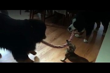 3 Dogs Start Playing Tug-Of-War. But Keep Your Eye On The Tiny One In The Middle…