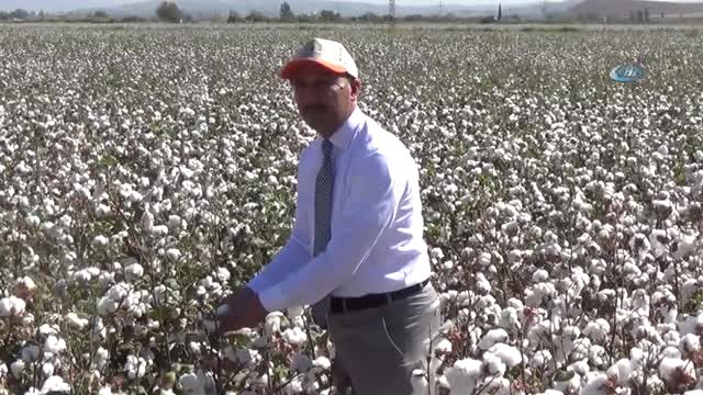 Hatay'da 260 Bin Ton Pamuk Rekoltesi Bekleniyor