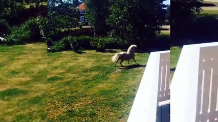 Cute And funny horse Videos Compilation  Little Pony in Real Life  Soo Cute!2