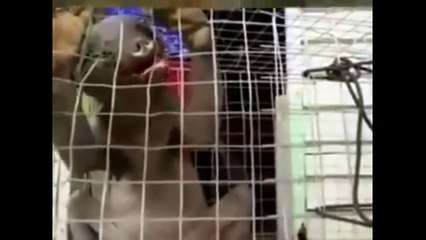 Strange Creatures Surprise Citizens, They Are Like Dragons