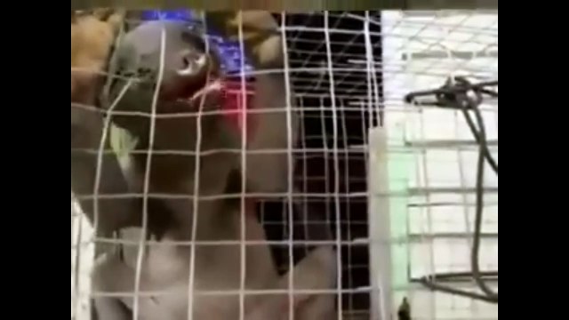 Strange Creatures Surprise Citizens, They Are Like Dragons