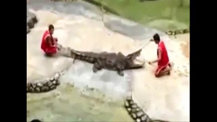 This man's head was bitten by a crocodile during the show, What a terrible thing!