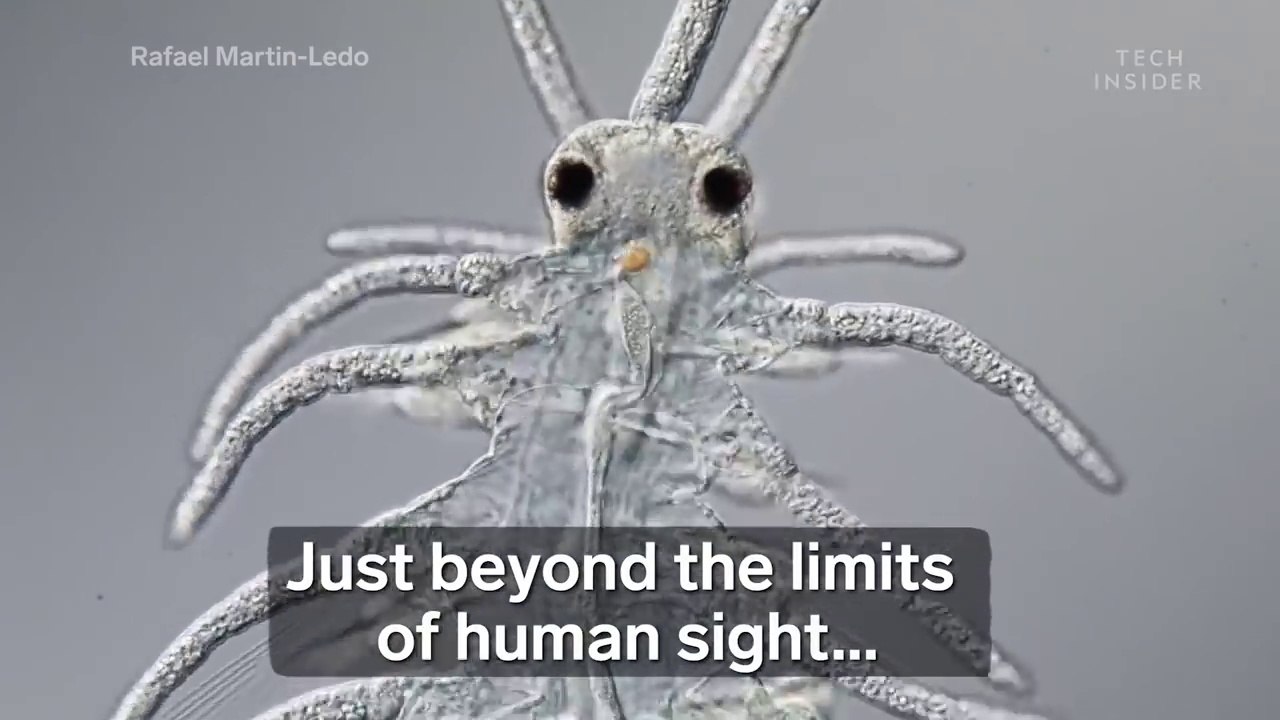 Award-Winning Footage Of The Microsopic World Around Us