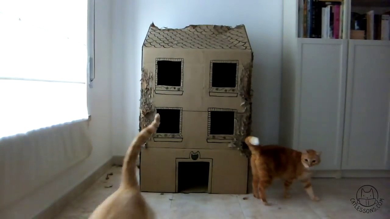 A Year in the Life of a Cat Cardboard House