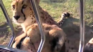 Meowing cheetahs