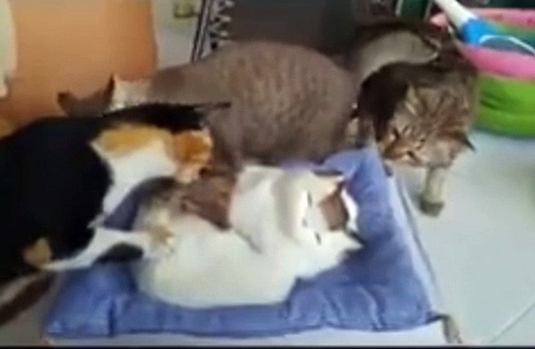 Gefälschte Katze täuschte eine Gruppe Katzen vor