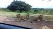 Quand un lion tente d'ouvrir la porte d'une voiture