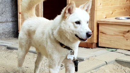 靑 "김정은, 문재인 대통령에 '풍산개 한 쌍' 선물" / YTN