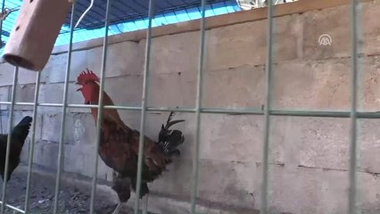 Fahrettin Dede Hayata Hayvanlarıyla Tutundu