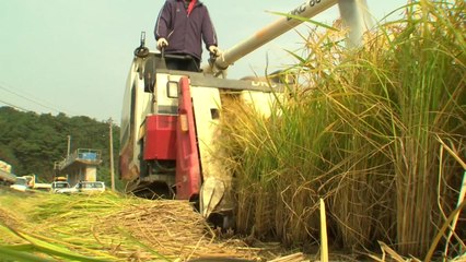 쌀 생산량 감소로 쌀값 고공행진 우려 / YTN
