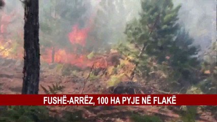 FUSHË-ARRËZ, 100 HA PYJE NË FLAKË