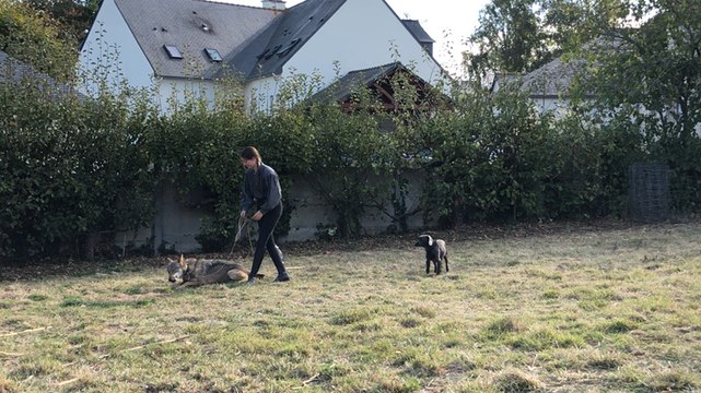 Les loups à Couleurs d’automne