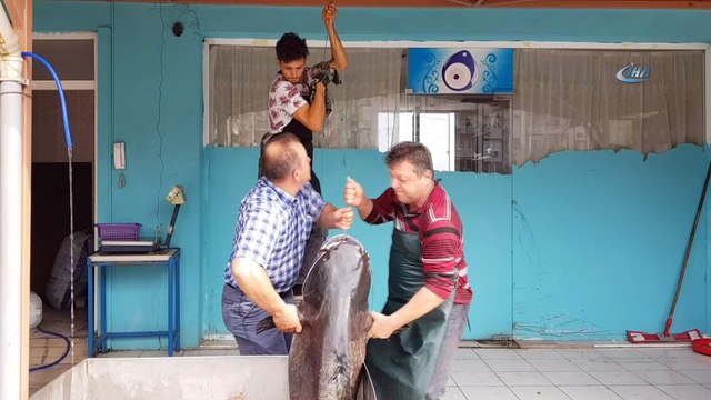 İznik Gölü’nde dev yayın balığı yakalandı