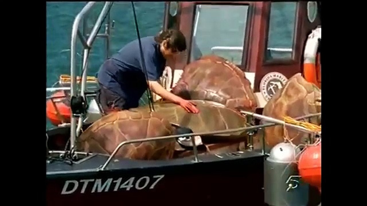 peliculas de terror completas en español - El ataque de los tiburones parte 2