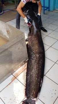 İznik Gölü'nde 2 Metrelik Yayın Balığı Yakalandı