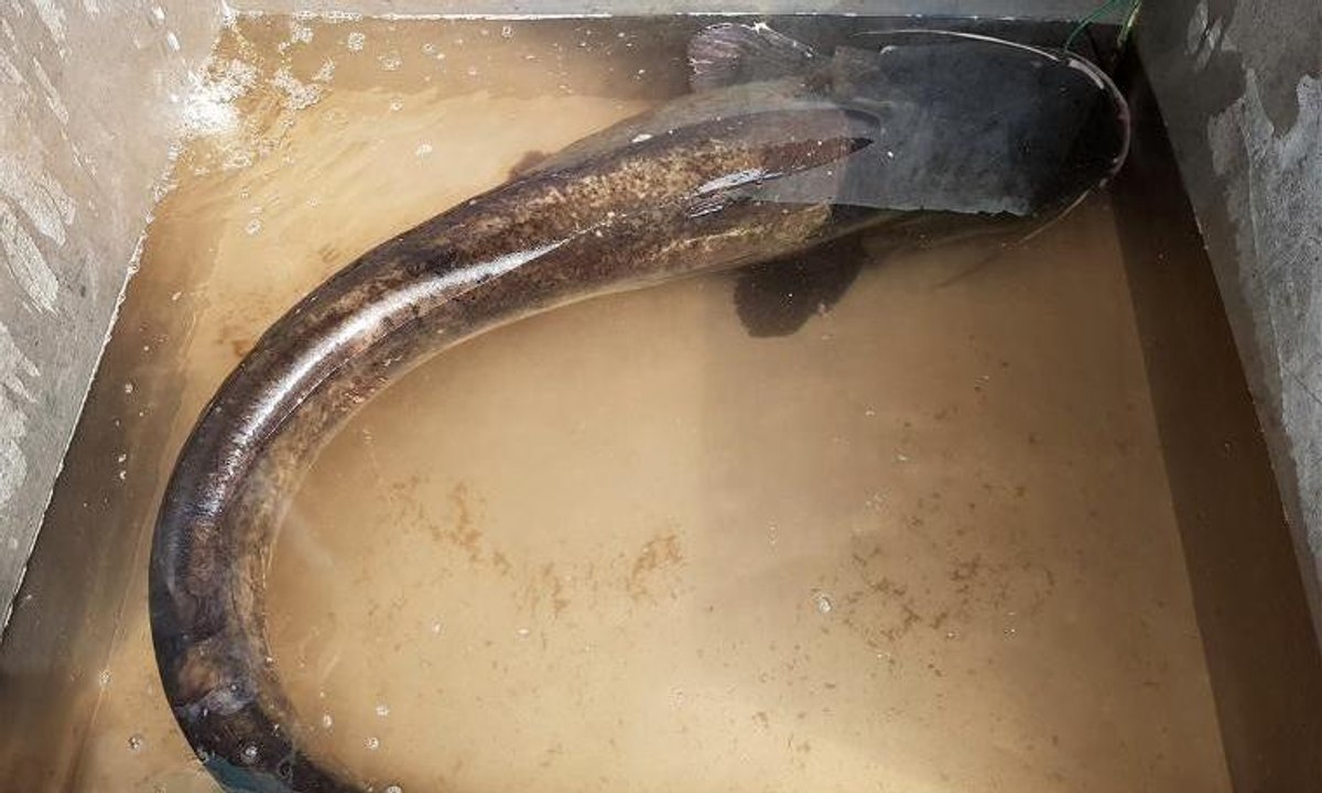 İznik Gölü’nde dev yayın balığı yakalandı