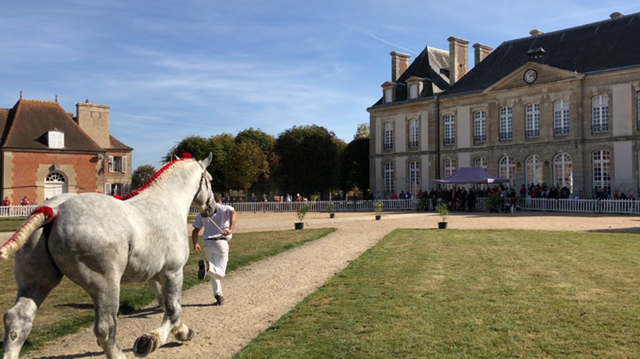Championnat de France percheron