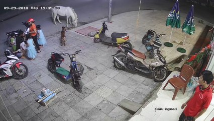 Horse Sends Child Flying