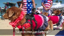 En Californie, une compétition de surf... pour chiens !