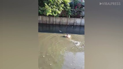 Good Samaritan Rescues Kitten From Canal