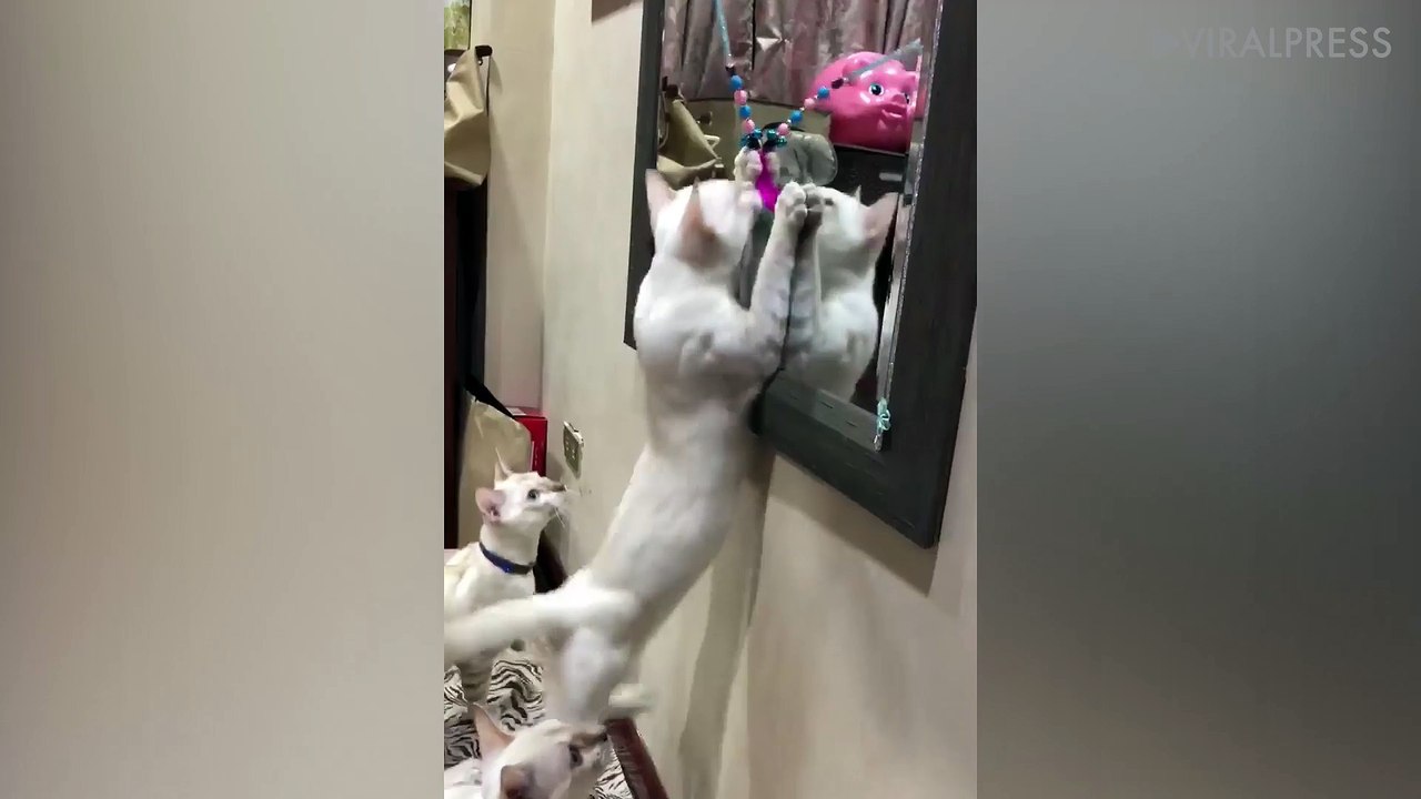 School Children Standing In Car Boot 'Like Sardines'
