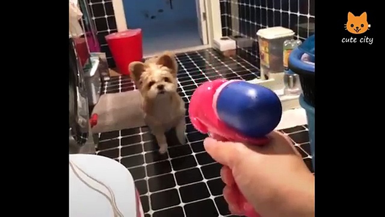 Cute_is_Not_Enough_-_Funny_Cats_and_Dogs_Compilation